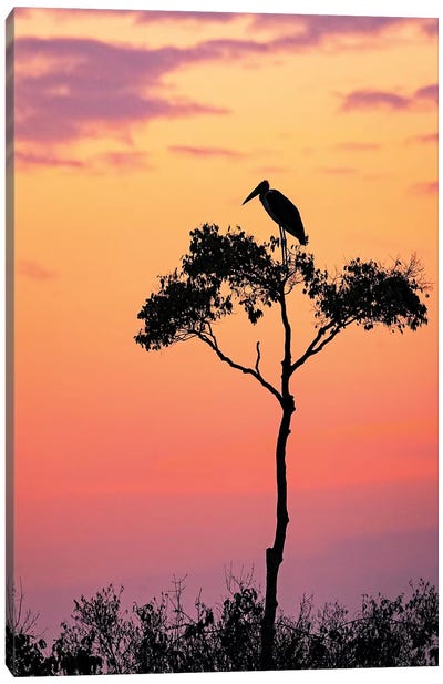 Stork On Acacia Tree In Africa At Sunrise Canvas Art Print - Stork Art