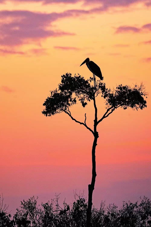 Stork On Acacia Tree In Africa At Sunrise