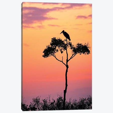 Stork On Acacia Tree In Africa At Sunrise Canvas Print #SMZ150} by Susan Schmitz Canvas Art