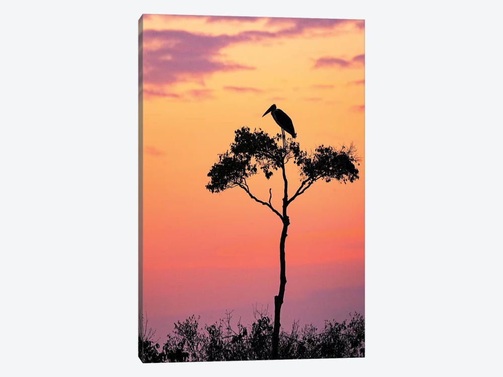 Stork On Acacia Tree In Africa At Sunrise by Susan Richey 1-piece Canvas Art Print