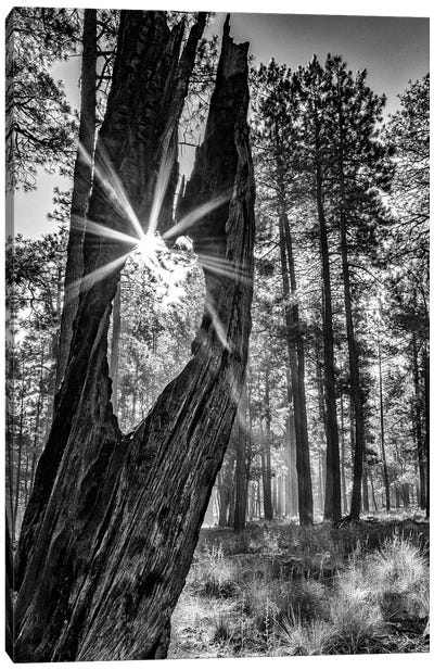 Sunbeam Through Old Tree In Forest - Monochrome Canvas Art Print - Susan Richey
