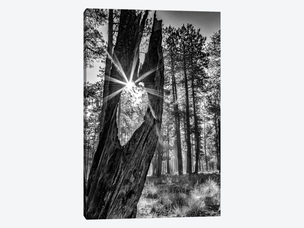 Sunbeam Through Old Tree In Forest - Monochrome by Susan Richey 1-piece Canvas Print