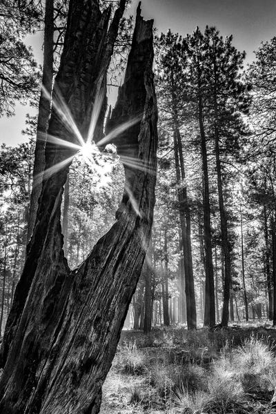 Susan Richey: Sunbeam Through Old Tree In Forest - Monochrome by Susan Richey