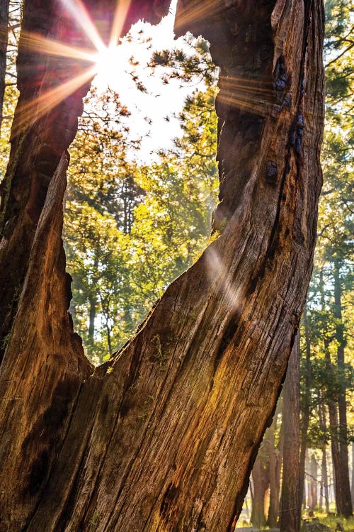 Sunburst Peeking Through Old Tree In Forest
