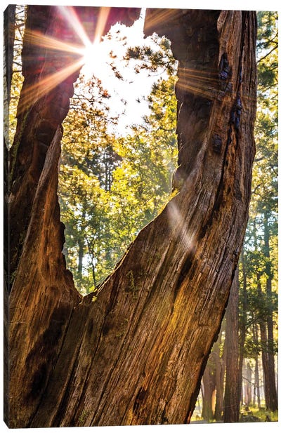 Sunburst Peeking Through Old Tree In Forest Canvas Art Print - Susan Richey