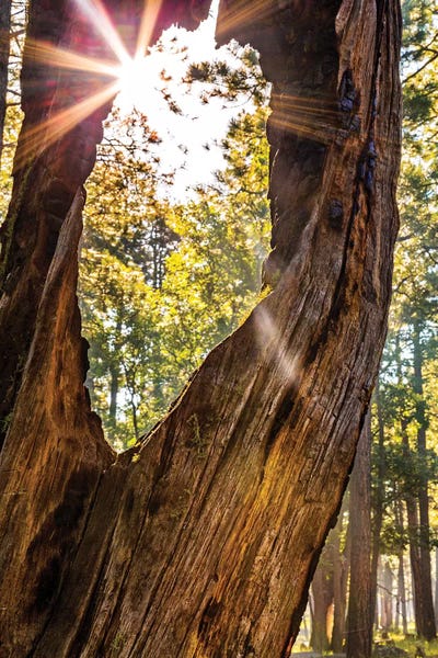 Sunburst Peeking Through Old Tree In Forest