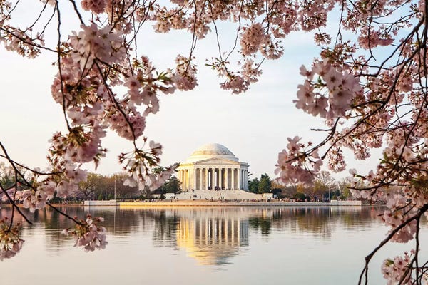 Washington, D.C.: Thomas Jefferson Memorial Framed By Cherry Blossoms by Susan Richey