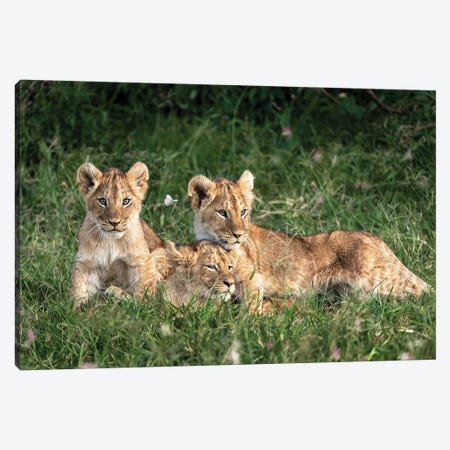 Three Cute Lion Cubs In Kenya Africa Grasslands Canvas Print #SMZ159} by Susan Schmitz Canvas Wall Art
