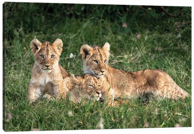 Three Cute Lion Cubs In Kenya Africa Grasslands Canvas Art Print - Susan Richey