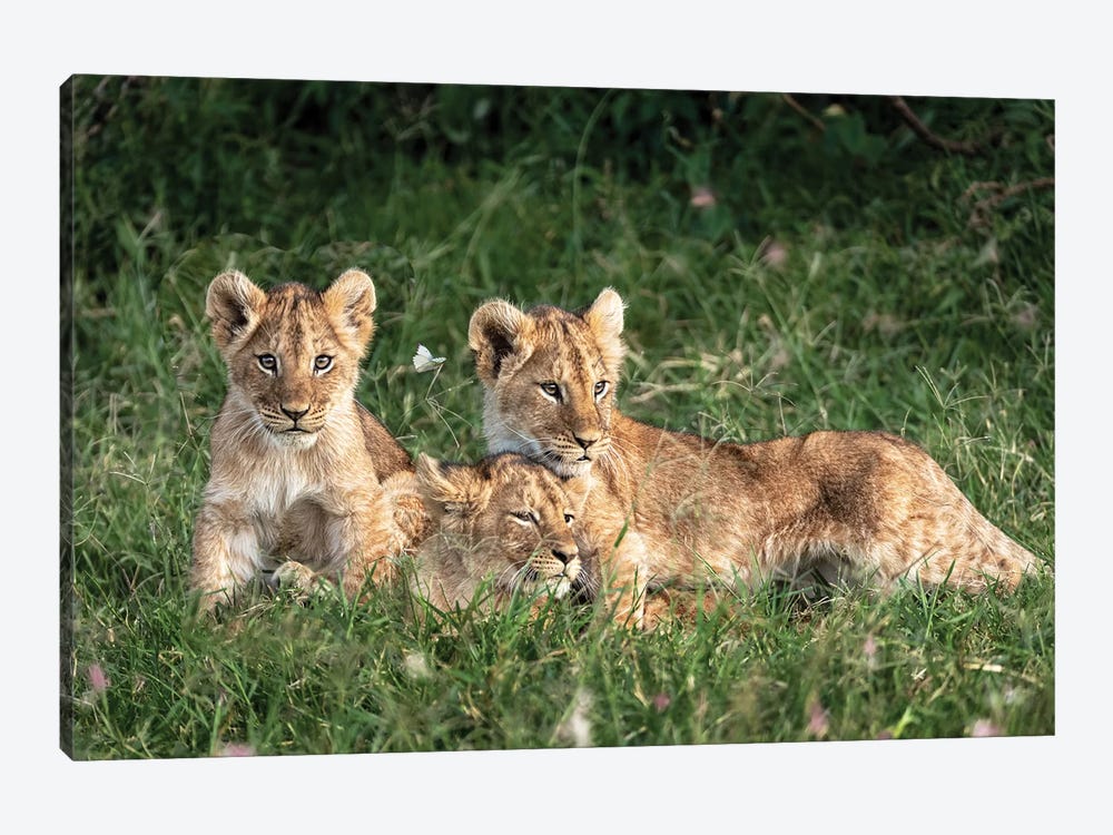 Three Cute Lion Cubs In Kenya Africa Grasslands by Susan Richey 1-piece Canvas Wall Art