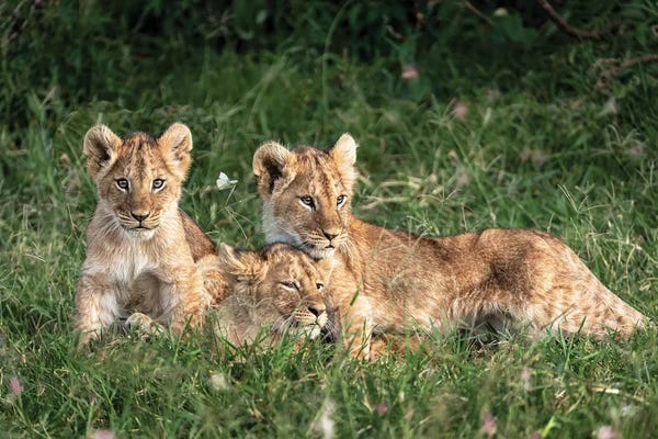 Susan Richey: Three Cute Lion Cubs In Kenya Africa Grasslands by Susan Richey