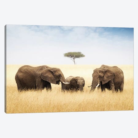 Three Elephant In Tall Grass In Africa Canvas Print #SMZ160} by Susan Richey Art Print