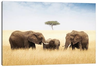 Three Elephant In Tall Grass In Africa Canvas Art Print - Susan Richey