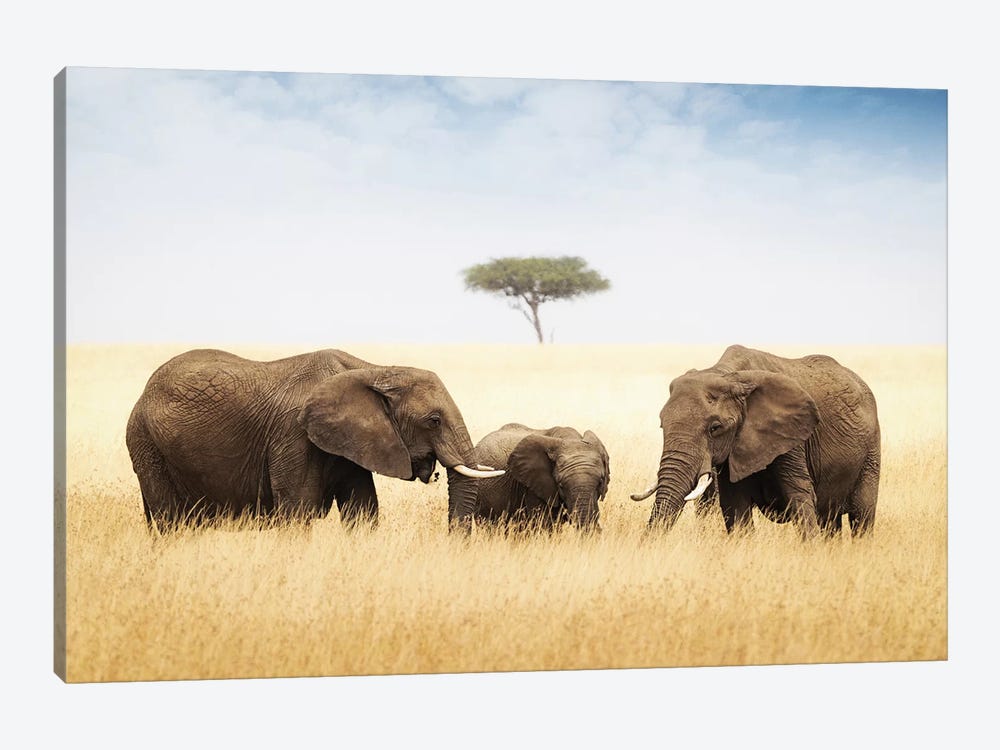 Three Elephant In Tall Grass In Africa by Susan Richey 1-piece Canvas Wall Art