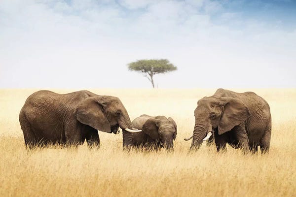 Susan Richey: Three Elephant In Tall Grass In Africa by Susan Richey
