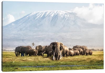 Tusker Tim And Family In Front Of Kilimanjaro Canvas Art Print - Elephant Art