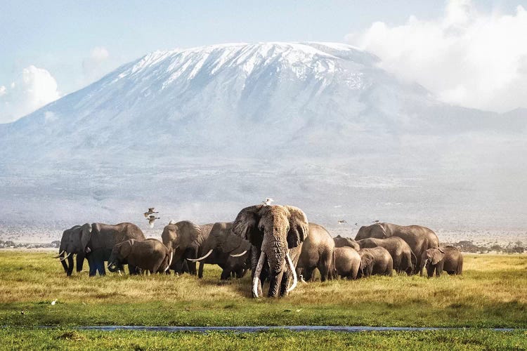 Tusker Tim And Family In Front Of Kilimanjaro