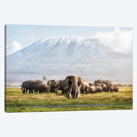 Tusker Tim And Family In Front Of Kilimanjaro Canvas Print #SMZ162} by Susan Schmitz Art Print