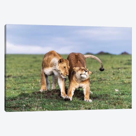 Two African Lioness Together Stretching Canvas Print #SMZ163} by Susan Richey Canvas Print