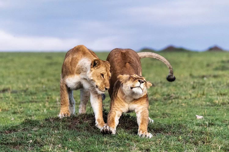 Two African Lioness Together Stretching