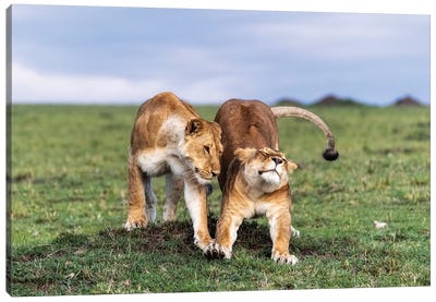 Two African Lioness Together Stretching Canvas Art Print - Susan Richey