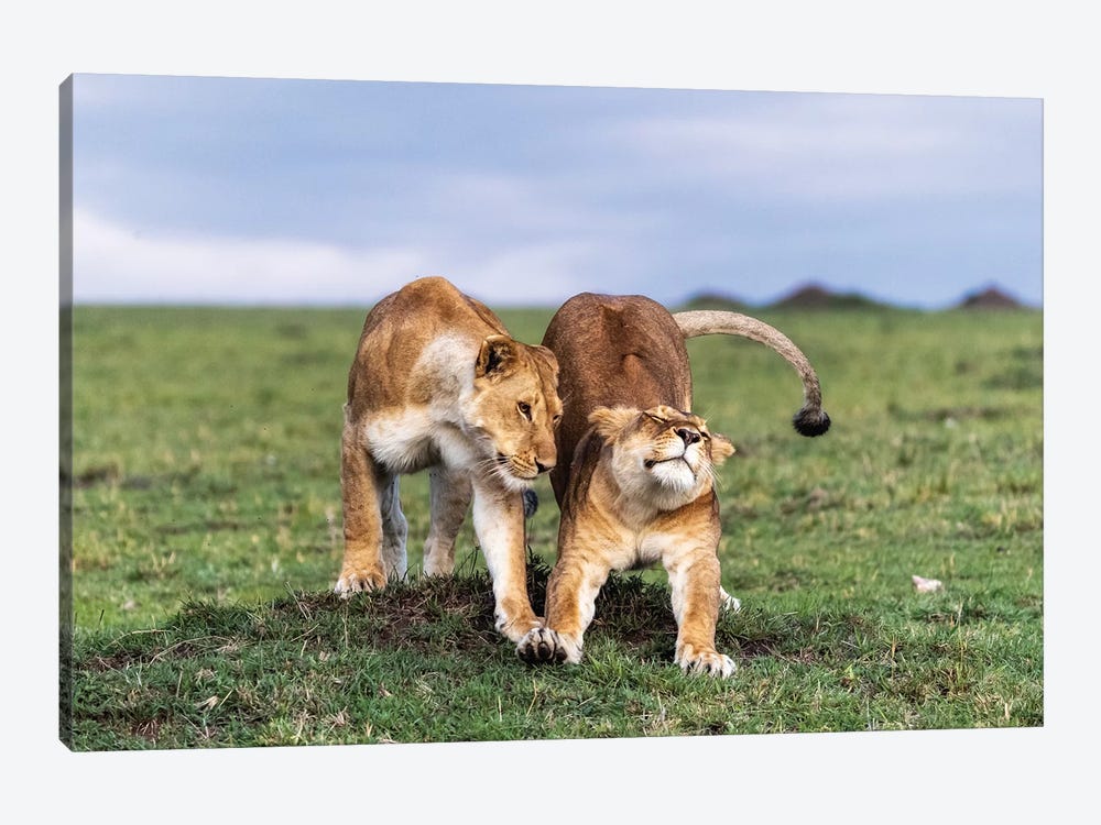 Two African Lioness Together Stretching by Susan Richey 1-piece Canvas Art Print