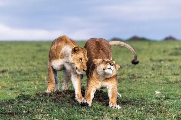 Susan Richey: Two African Lioness Together Stretching by Susan Richey