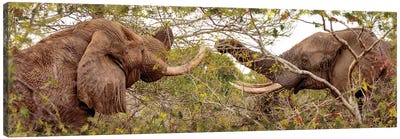 Two Elephants Eating From Trees Canvas Art Print - Susan Richey