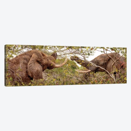 Two Elephants Eating From Trees Canvas Print #SMZ164} by Susan Schmitz Canvas Wall Art