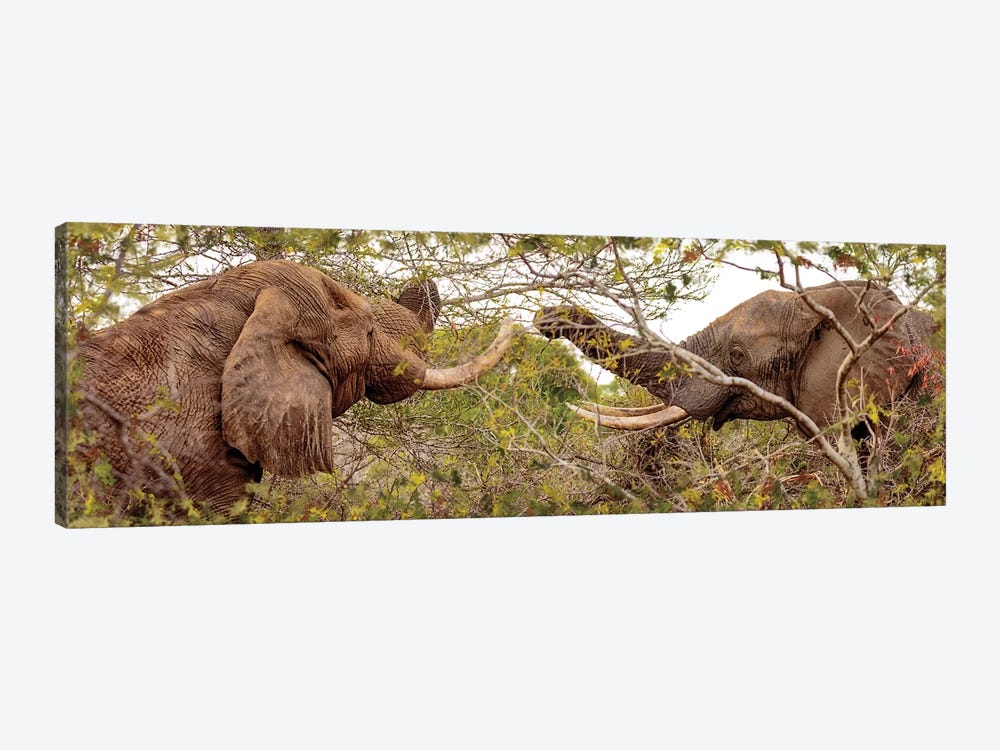 Two Elephants Eating From Trees by Susan Richey 1-piece Canvas Artwork