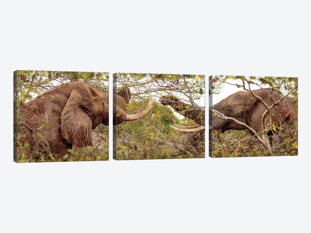 Two Elephants Eating From Trees by Susan Richey 3-piece Canvas Art