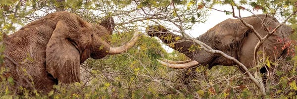 Susan Richey: Two Elephants Eating From Trees by Susan Richey