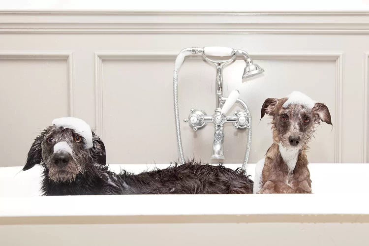 Two Funny Wet Dogs In Bathtub