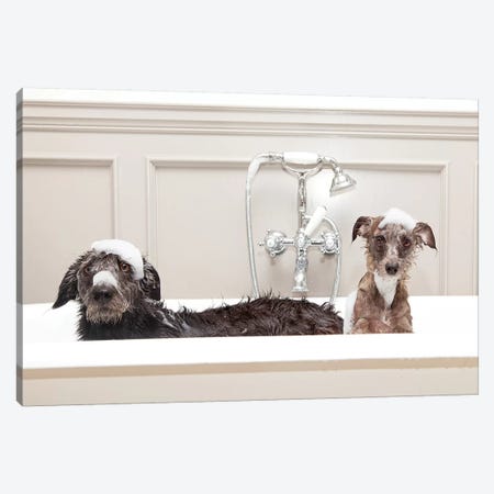 Two Funny Wet Dogs In Bathtub Canvas Print #SMZ165} by Susan Schmitz Canvas Art
