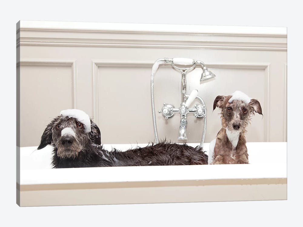 Two Funny Wet Dogs In Bathtub by Susan Richey 1-piece Canvas Print