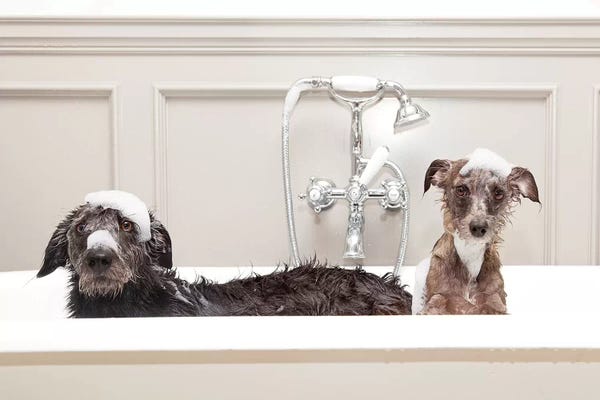 Bathroom Humor: Two Funny Wet Dogs In Bathtub by Susan Richey