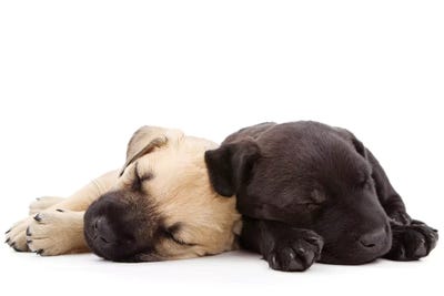 Two Puppies Sleeping Together by Susan Richey metal wall art