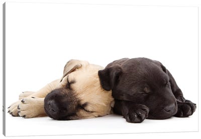 Two Puppies Sleeping Together Canvas Art Print - Animal & Pet Photography