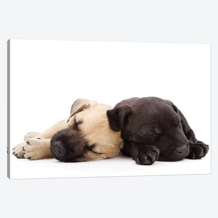 Two Puppies Sleeping Together Canvas Print #SMZ166} by Susan Richey Canvas Artwork