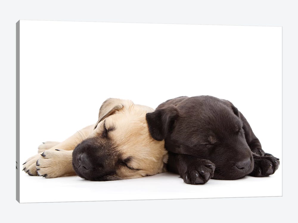 Two Puppies Sleeping Together by Susan Richey 1-piece Canvas Wall Art