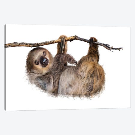 Two-Toed Sloth Hanging From Branch Isolated Canvas Print #SMZ167} by Susan Richey Canvas Wall Art