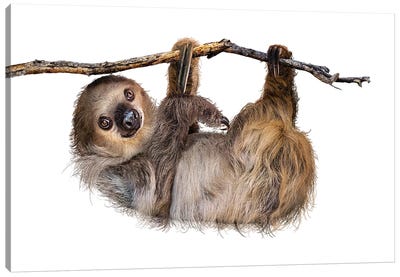 Two-Toed Sloth Hanging From Branch Isolated Canvas Art Print - Sloth Art