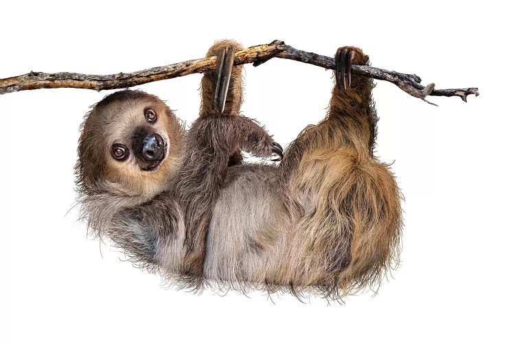 Two-Toed Sloth Hanging From Branch Isolated