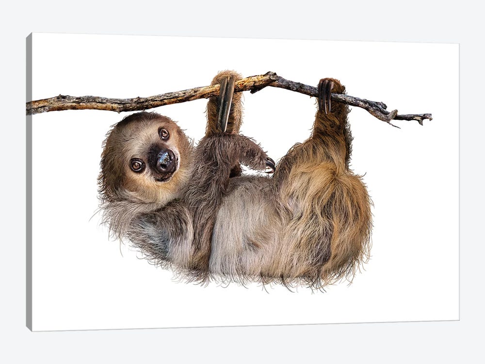 Two-Toed Sloth Hanging From Branch Isolated by Susan Richey 1-piece Canvas Print