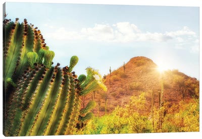 Arizona Desert Scene With Mountain And Cactus Canvas Art Print - Susan Richey