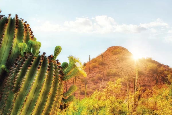 Susan Richey: Arizona Desert Scene With Mountain And Cactus by Susan Richey