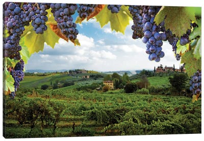 Vineyards In San Gimignano Italy Canvas Art Print - Country Scenic Photography