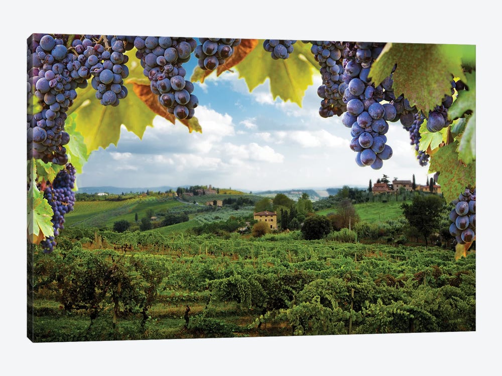 Vineyards In San Gimignano Italy by Susan Richey 1-piece Canvas Art