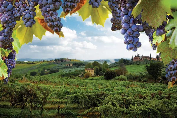 Susan Richey: Vineyards In San Gimignano Italy by Susan Richey