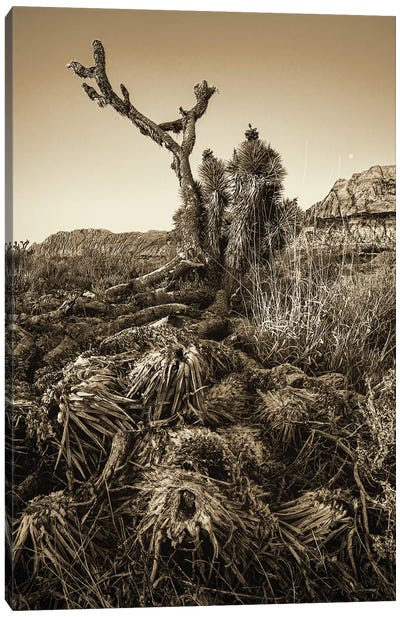 Vintage Old Joshua Tree Roots Canvas Art Print - Susan Richey
